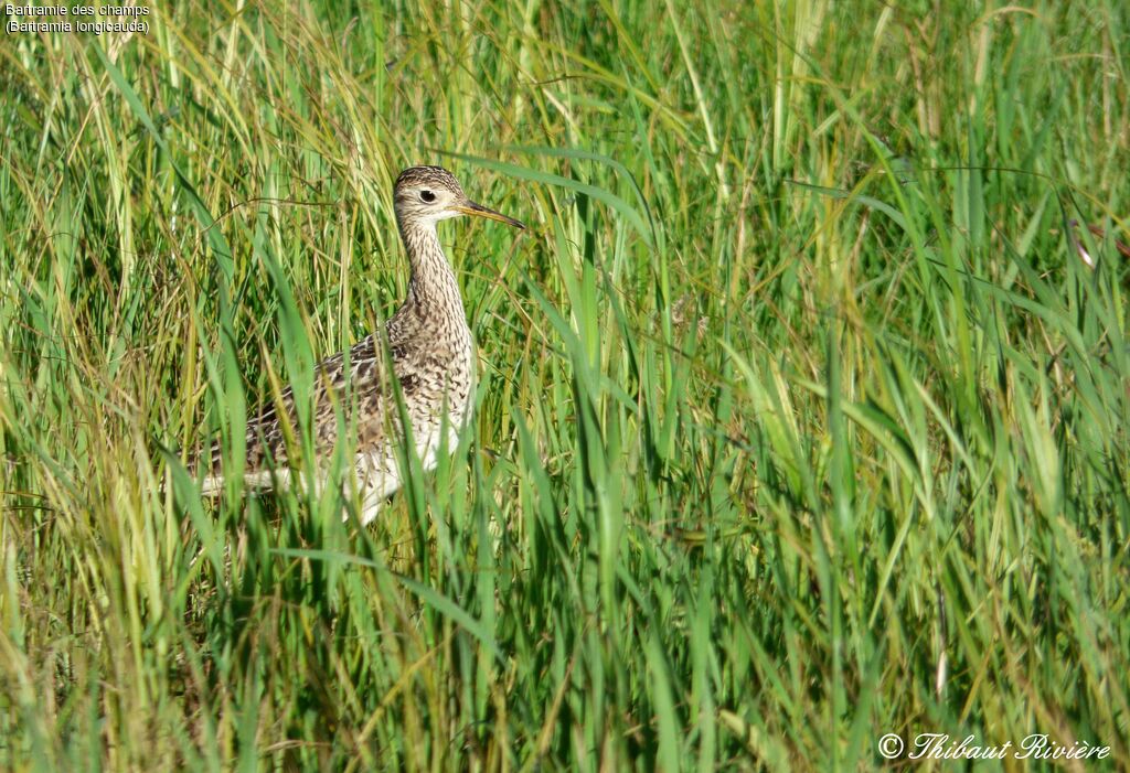 Upland Sandpiper