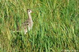 Upland Sandpiper