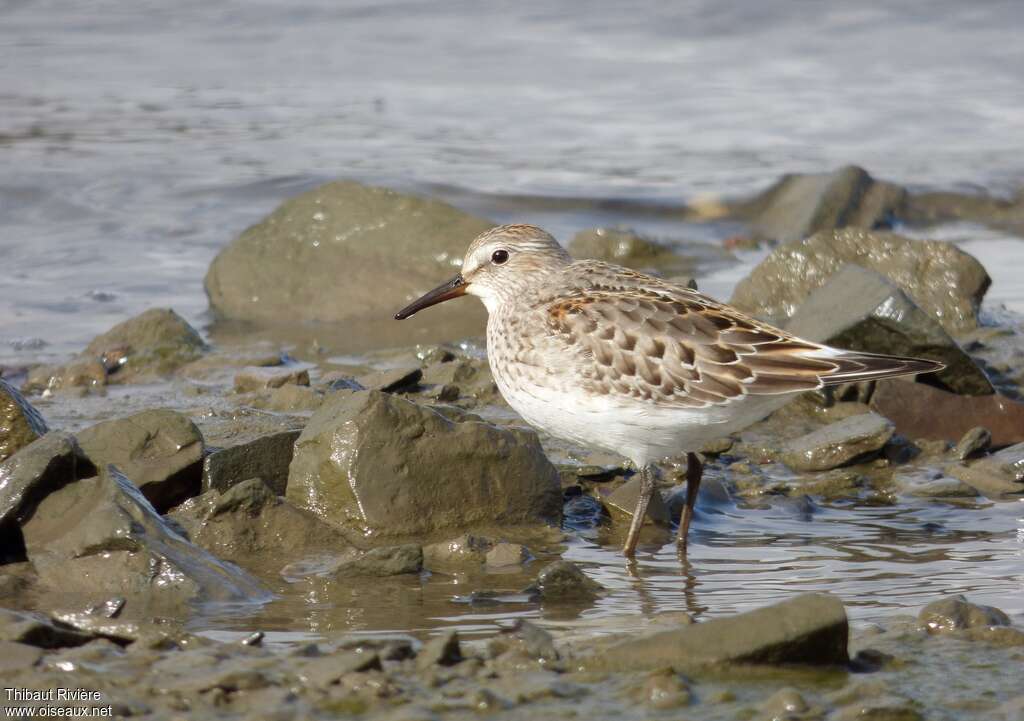 Bécasseau de Bonaparte1ère année, identification