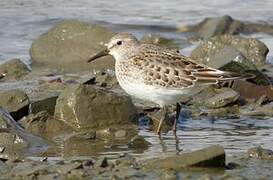 White-rumped Sandpiper