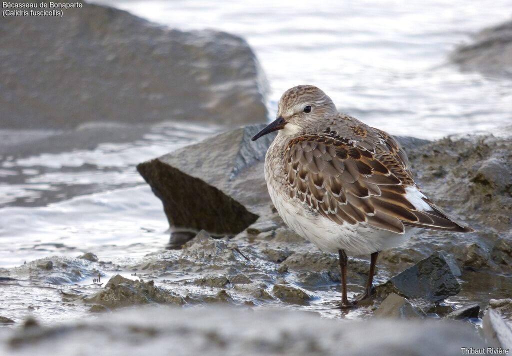 White-rumped Sandpiper