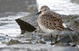 White-rumped Sandpiper