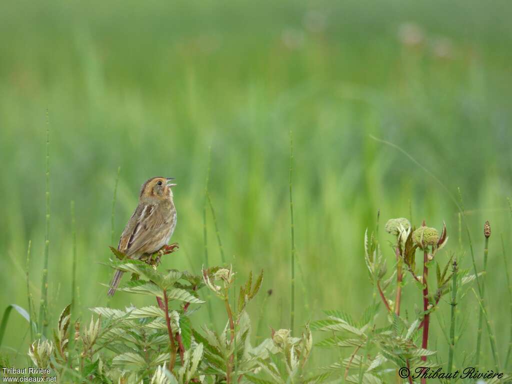 Nelson's Sparrowadult