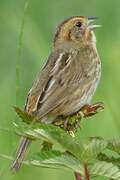 Nelson's Sparrow