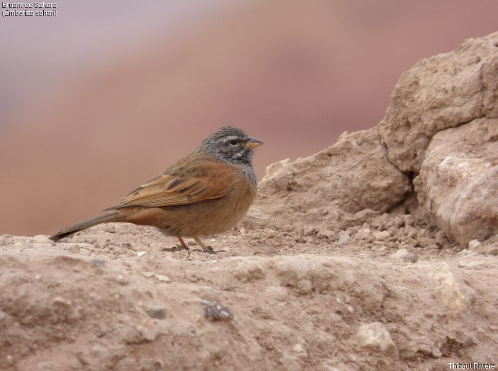 House Bunting