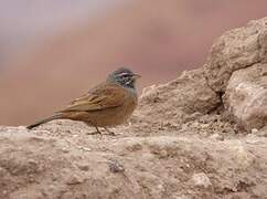 House Bunting