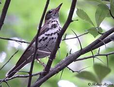 Wood Thrush