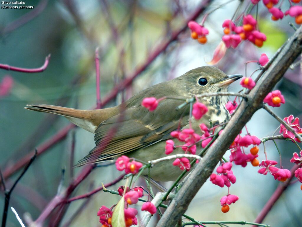 Hermit Thrush