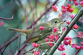 Hermit Thrush