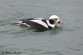 Long-tailed Duck