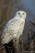 Snowy Owl