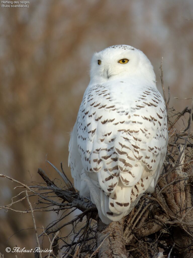 Harfang des neiges mâle