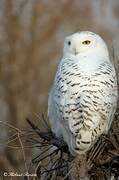 Snowy Owl