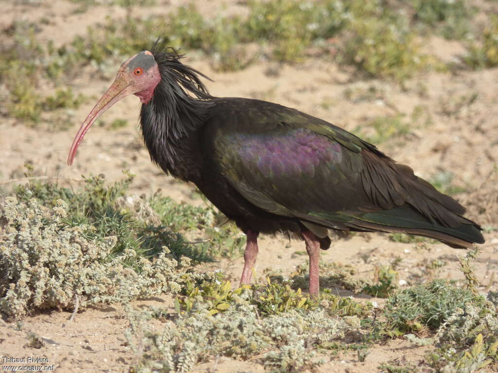 Ibis chauveadulte, identification