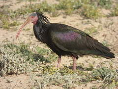 Northern Bald Ibis