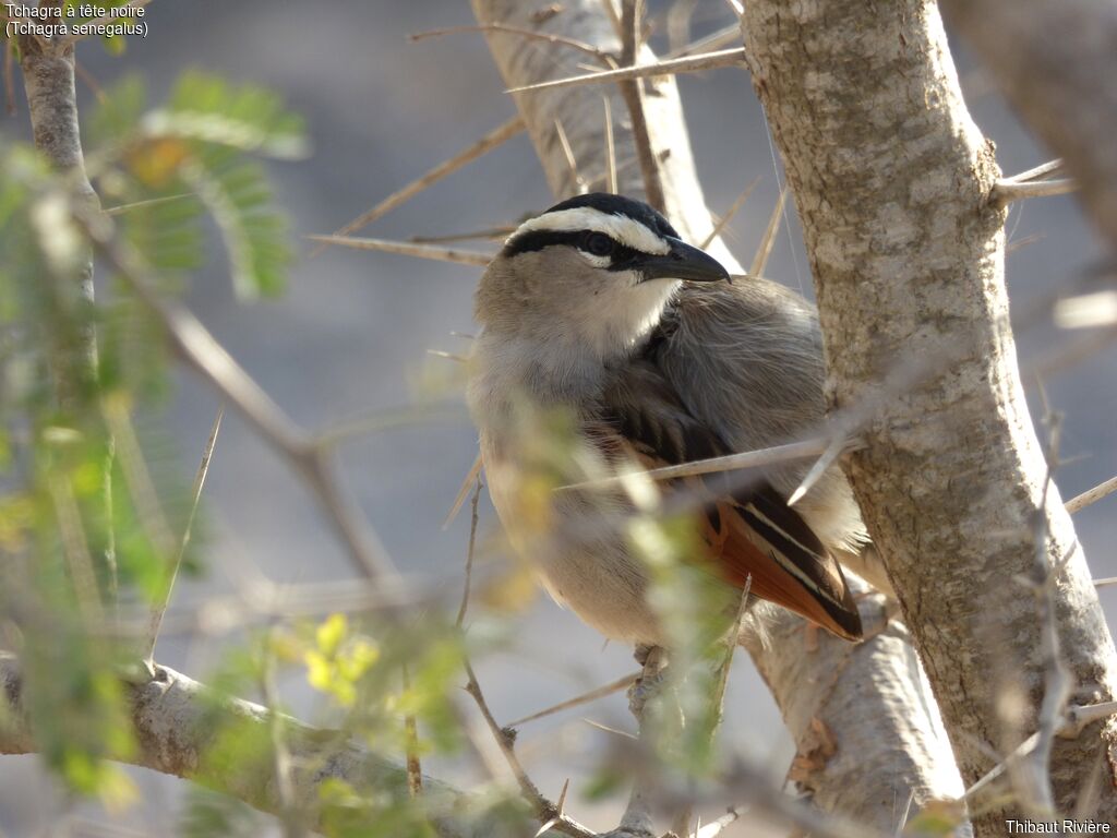 Black-crowned Tchagraadult