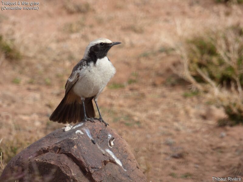 Red-rumped Wheatear male adult, courting display