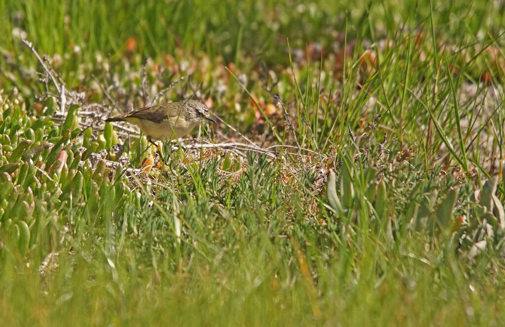 Acanthize à croupion jaune