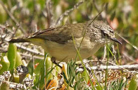 Yellow-rumped Thornbill