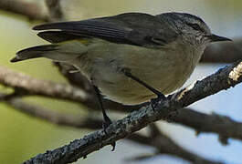 Yellow-rumped Thornbill