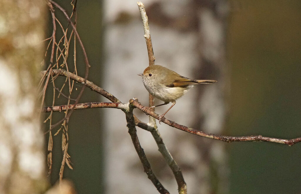 Acanthize de Tasmanie