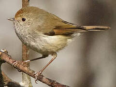 Tasmanian Thornbill