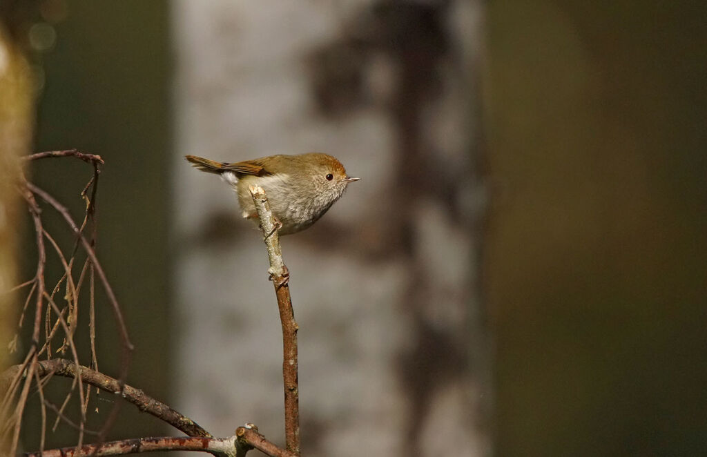 Tasmanian Thornbill