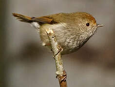 Tasmanian Thornbill