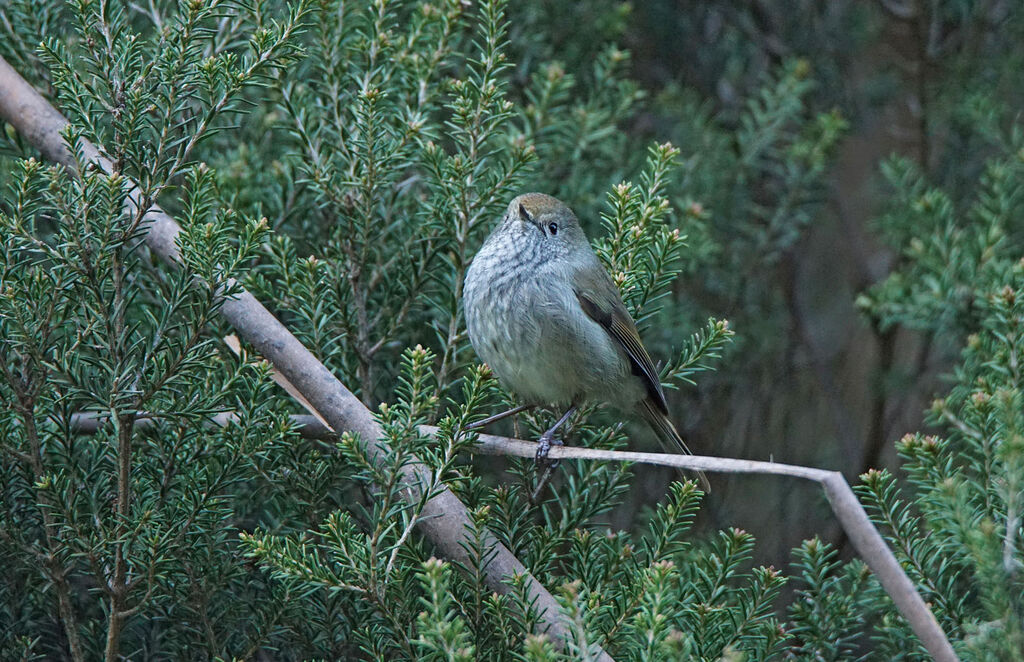 Acanthize de Tasmanie