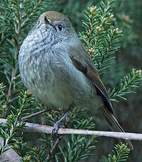 Acanthize de Tasmanie