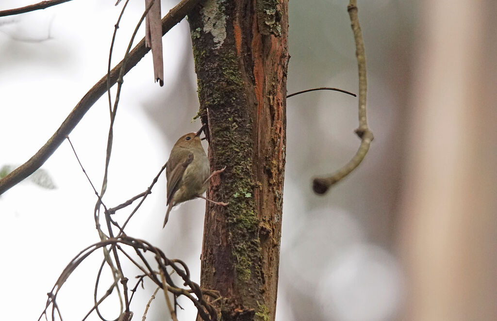 Brown Thornbill