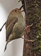 Brown Thornbill