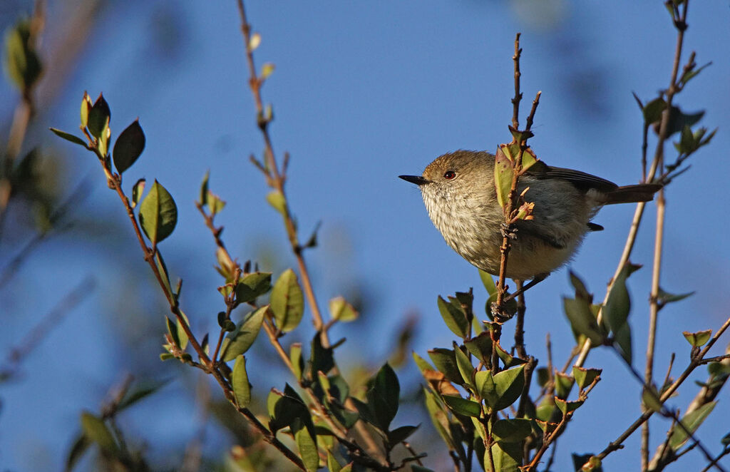 Brown Thornbill