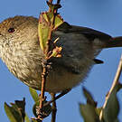Acanthize mignon