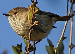 Brown Thornbill