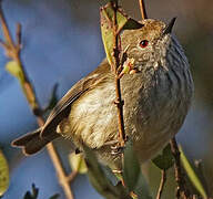 Brown Thornbill