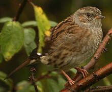 Dunnock