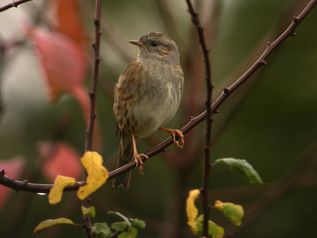 Dunnock