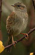 Dunnock