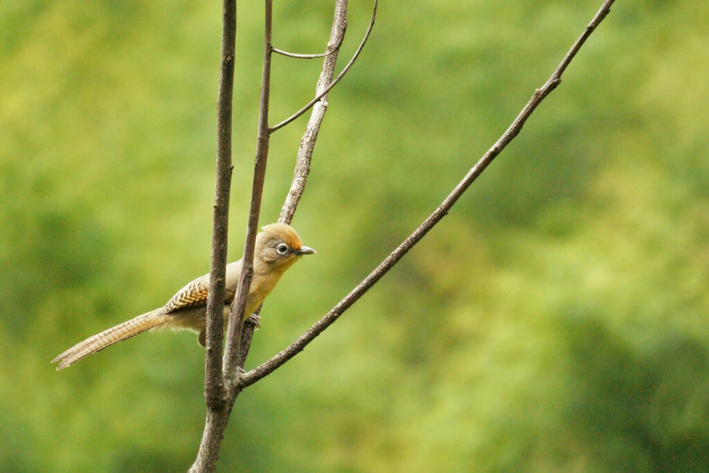 Spectacled Barwing