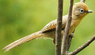 Spectacled Barwing