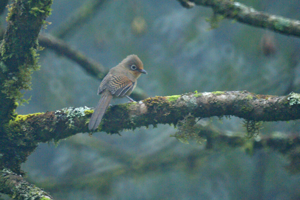 Spectacled Barwing