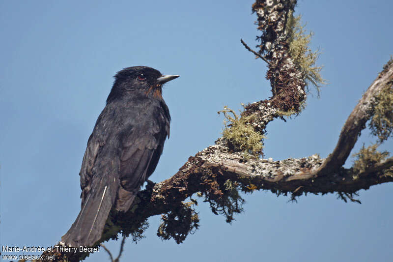 Velvety Black Tyrant female adult, pigmentation