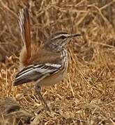 White-browed Scrub Robin