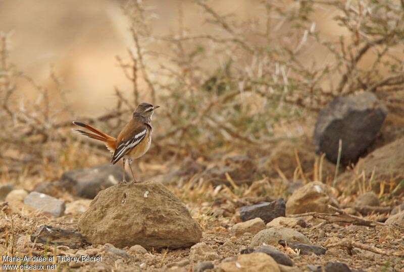White-browed Scrub Robin, habitat