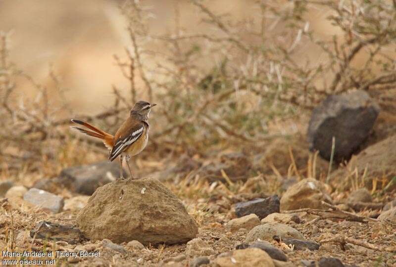 White-browed Scrub Robin