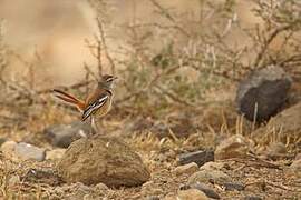 White-browed Scrub Robin