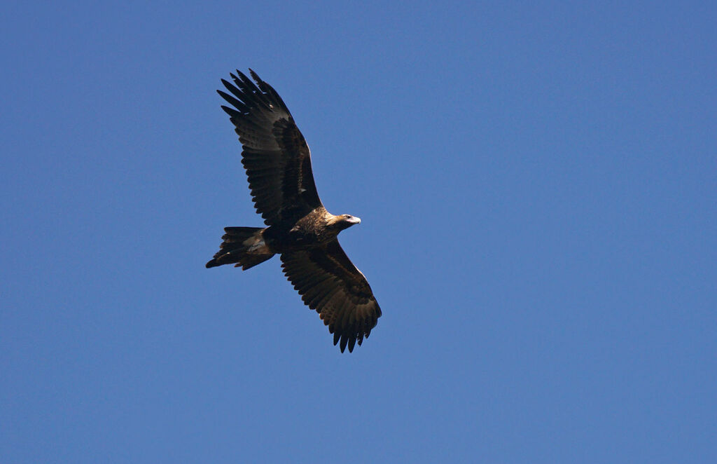 Aigle d'Australie