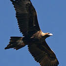 Aigle d'Australie