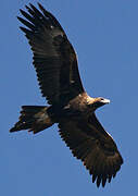 Wedge-tailed Eagle